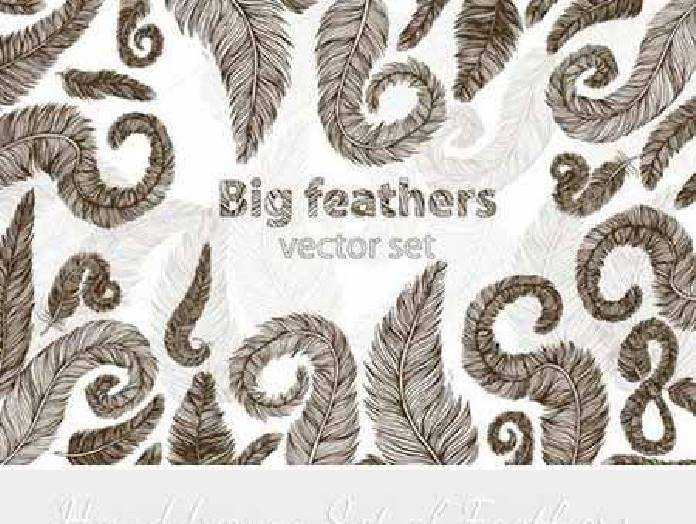 Freepsdvn Com Vector 1701021 Big Feather Vector Set Cover
