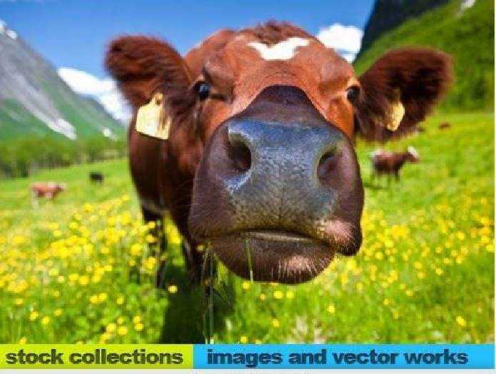 Freepsdvn Com Vector 1701046 Cow 25 Uhq Jpeg Cover