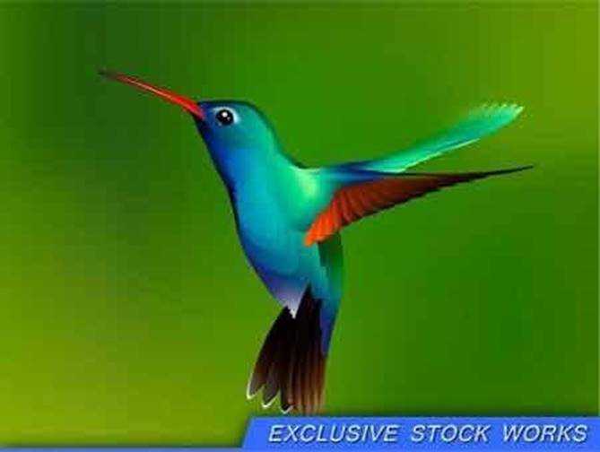 1701098 Hummingbird 13 EPS