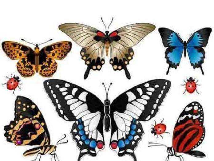 1701153 Set of realistic colorful butterflies 10 EPS