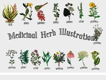 FreePsdVn.com 1707138 VECTOR medicinal herb collection 1 1939591 cover