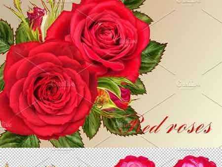 1802134 Collection of red roses 2246244