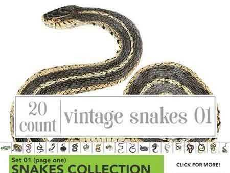 FreePsdVn.com 1804253 STOCK watercolor snake bundle set 01 2230889 cover