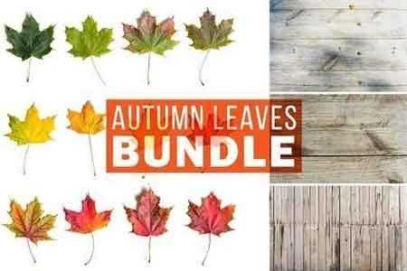 Autumn Leaves Bundle 2878149