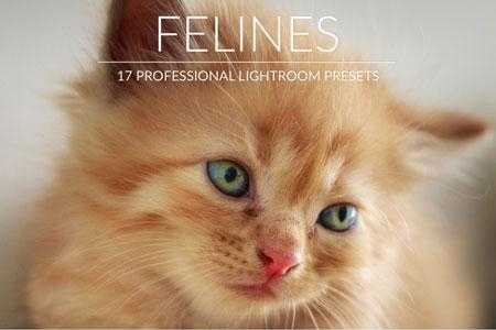 Freepsdvn.com 1813063 Lightroom Felines Lr Presets Cover