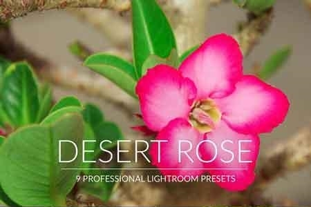 FreePsdVn.com 1813232 LIGHTROOM desert rose lr presets 3494044 cover