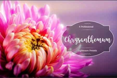 Chrysanthemum Lr Presets 3488254
