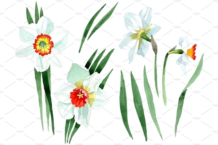 FreePsdVn.com 1904258 STOCK white narcissus watercolor png 3484024 cover