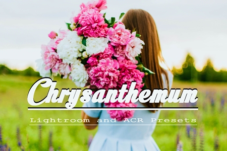 FreePsdVn.com 1906477 LIGHTROOM chrysanthemum lightroom and acr presets 3585410 cover