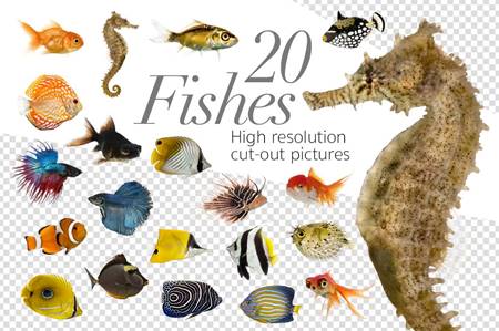 FreePsdVn.com 2203196 STOCK 20 fishes cutout high res pictures 1371508 cover