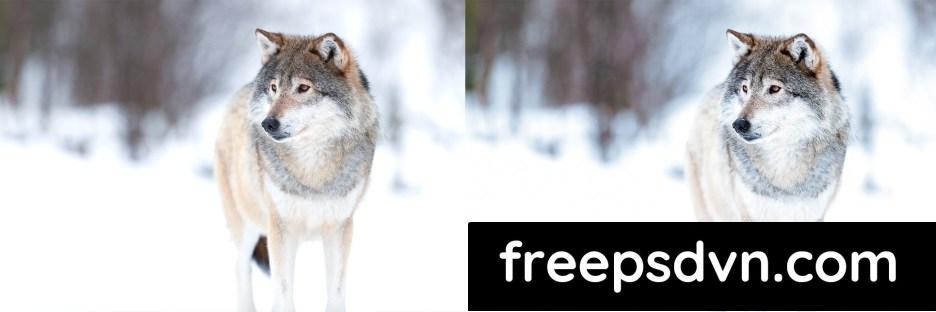 lightroom presets winter wildlife f8rfumy 2