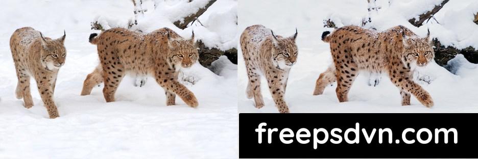 lightroom presets winter wildlife f8rfumy 4