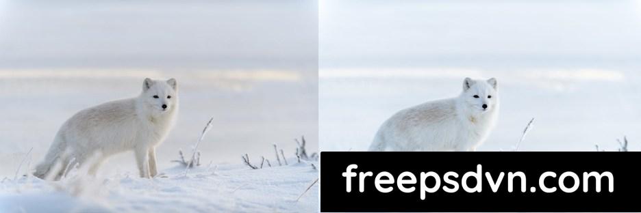 lightroom presets winter wildlife f8rfumy 5