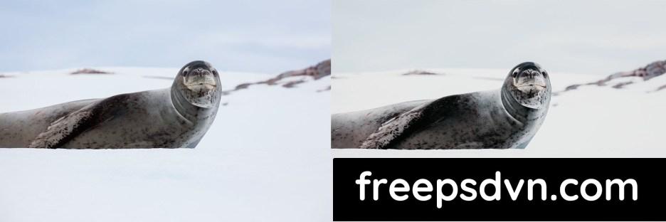 lightroom presets winter wildlife f8rfumy 6