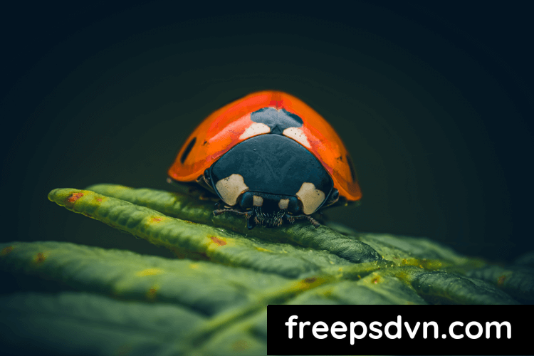 Stewart Wood - Macro Presets V3 (16 AI Adaptive Presets)