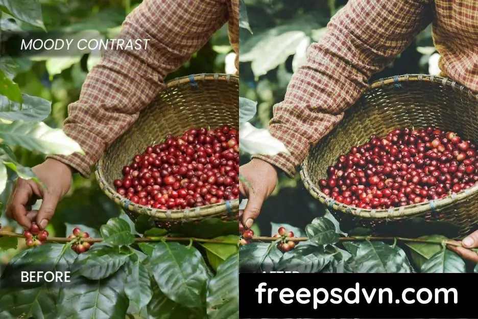 Coffee Industry Lightroom Preset DQ5DUYB coffee industry lightroom preset dq5duyb 1