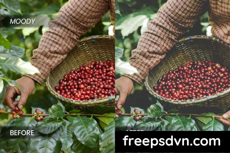 Coffee Industry Lightroom Preset DQ5DUYB coffee industry lightroom preset dq5duyb 3