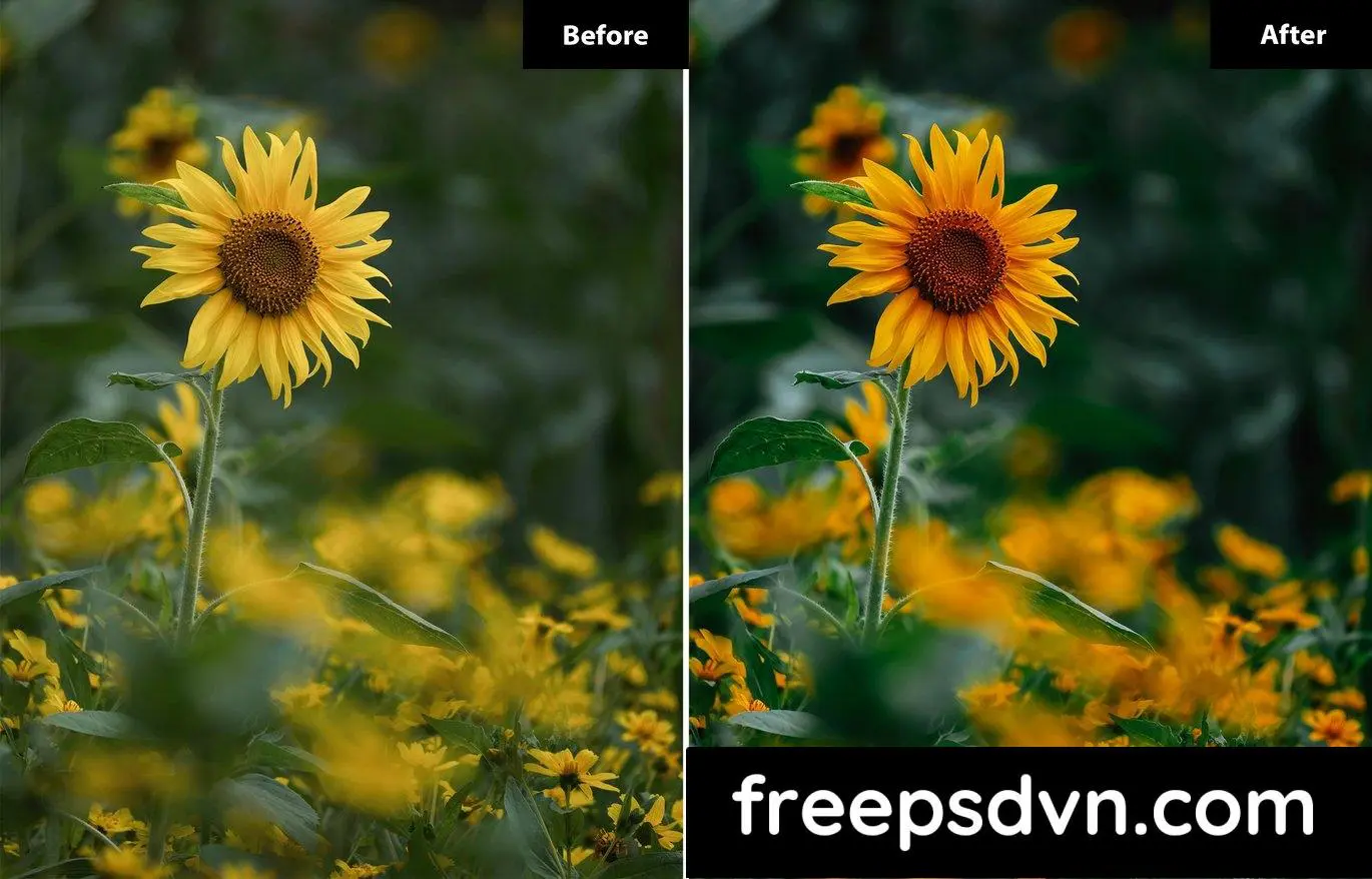 6 blossom out lightroom and photoshop presets jp83699 3