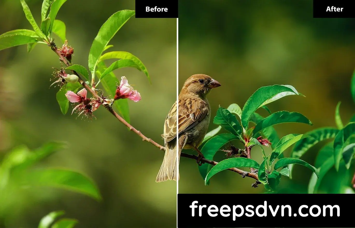 6 blossom out lightroom and photoshop presets jp83699 4